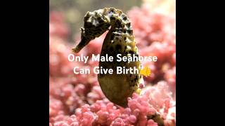 Discover Male Sea Horse! #shorts #seahorsefacts #wildlife #kidslearning #kidsvideos