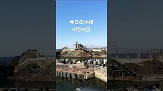 春営業が始まった小樽水族館。快晴の一日、ペンギンも気持ちよさそう🌞　今だけ珍しいペンギンも。日和山灯台ではゴールデンカムイのロケも行われているようですよ🎬　#小樽