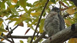 20250204 新生公園鳳頭蒼鷹 - 紅土網球場旁木棉樹上的公鳳頭