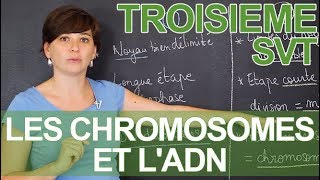 Les chromosomes et l'ADN : observations microscopiques - SVT - 3e - les Bons Profs