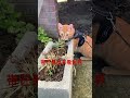 带芒果出来看世界 cat funny