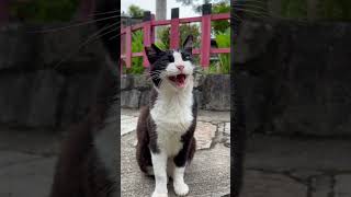 【伏見稲荷】のそりのそりと歩くハチワレ猫ガツガツ　slow walking cat