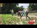 நெல் வயலில் முதல் மருந்துக்கள் paddy field fist chemicals