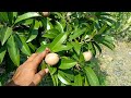 kalapati chiku sapodilla plant. contact 9153264042