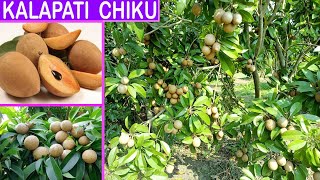 Kalapati Chiku (Sapodilla)Plant. || Contact  :  9153264042