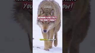 Incredible Wolf Facts You Didn’t Know. #shortvideo #shorts