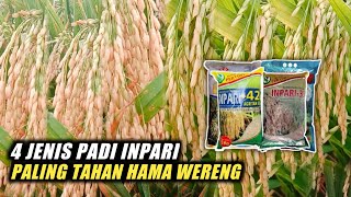 4 JENIS PADI INPARI PALING TAHAN HAMA WERENG DI INDONESIA