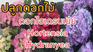 Ep.125 Hortensia ดอกไฮเดรนเยียสีม่วงและสีชมพูสวยๆค่ะ มาปลูกดอกไม้อากาศเดนมาร์กเริ่มจะร้อนแล้ว