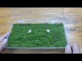 告訴大家野采回來的苔蘚如何處理和收納how to handle and store the moss collected from the wild