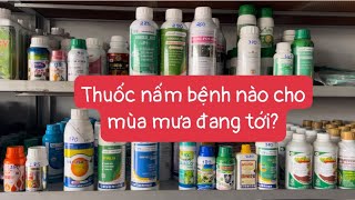 MÙA MƯA nên dùng THUỐC BỆNH nào để phòng nấm bệnh cho cây? Báo giá thuốc bệnh mát cây