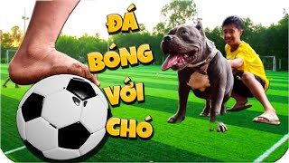Tony | Thử Thách Đá Bóng Với Bull Đệ Lực Sĩ - Play Ball With Dog
