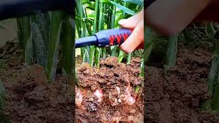 farmer's process of harvesting red ginger in the garden #shorts