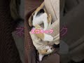 遊んでほしいの！！ 猫のいる暮らし cat ちゃちゃ丸 ねこ チャチャ丸