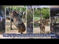 Dallas Zoo says two recent giraffe deaths likely connected to toxin