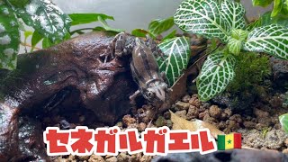 うちのセネガルガエルの飼育方法