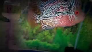 SRD flowerhorn | Dual tone srd flowerhorn - Indian breed 🇮🇳