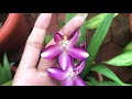 ground orchids spathoglottis orchid care how to grow ground orchids homescapes