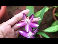 ground orchids spathoglottis orchid care how to grow ground orchids homescapes