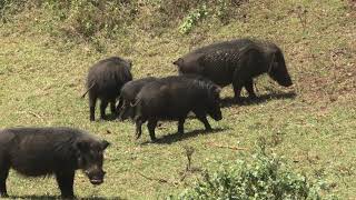 Giant Forest Hog Having a Scratch As His Family Patiently Waits