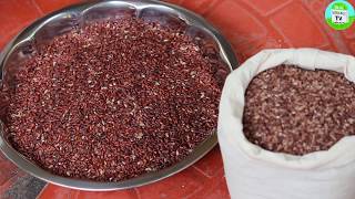 பாரம்பரிய நெல் ரகங்கள் குறைந்த நீரில் வளரும் | Traditional paddy grow on less water | RED RICE