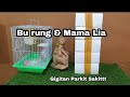 UNBOXING ada BU rung ada Mama Lia | Gigitan parkit sakit