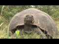 Walking with the Giant Tortoises of Galápagos