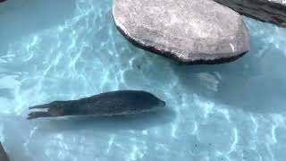 優雅に泳ぐゴマフアザラシ　旭山動物園 / Spotted Seal in Asahiyama Zoo.