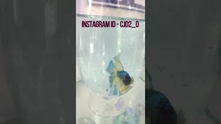 #CJDAquaPro #JovinSpot mustard gas betta fish #Shorts