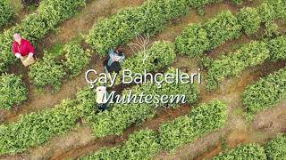 Muhteşem Çay Bahçeleri - Modern Çay Hasadı