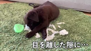 子犬の成長は早い【ラブラドールレトリバー／子犬／生後２か月】