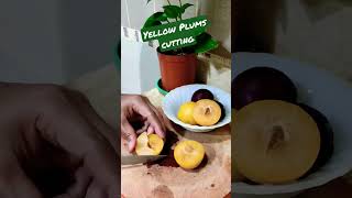 Yellow Plums Fruit 🥰 Cutting #shorts #shortsasmr #cuttingasmr #plums #fruitcutting