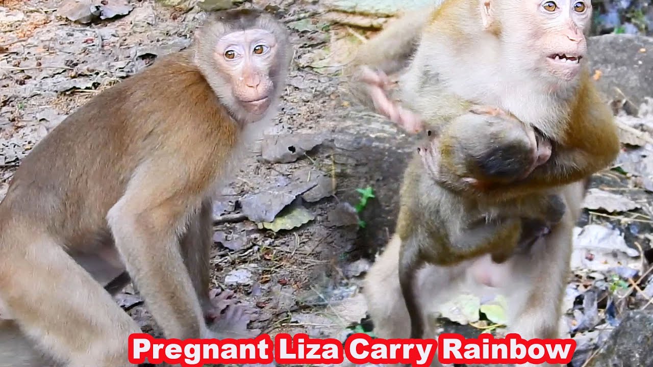 Pregnant Monkey Liza Always Carry Bb Rainbow In Her Hand With Full Love