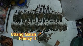 Memancing Udang Galah Di Sungai Batu 28 Kahang , Udang Galah Mengamuk ❗️❗️