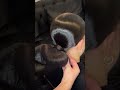 ballroom slick bun in 30 sec. full tutorial in my videos. ballroom ballroomhairstyle hair shorts