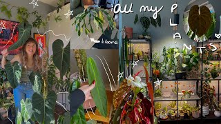 🌿 october houseplant walk through 🌿 blooms, new big philodendron leaves, \u0026 updates on new plants