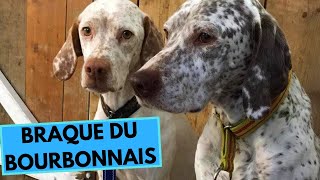 Braque du Bourbonnais - TOP 10 Interesting Facts