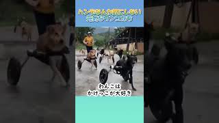 足が不自由な犬たちが元気に走り回る様子が可愛い #shorts