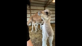 "Hey!": This baby camel sounds like a human