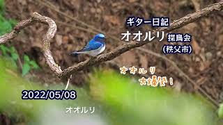 ギター日記　今日の野鳥　・　オオルリ探鳥会(秩父市) 2022年5月8日