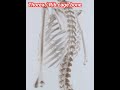 3D structure of thorex / rib cage #@doctorsahabji2915 #anatomy_physiology #shortsvideo