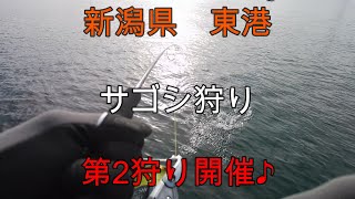 新潟　東港　ボートサゴシ　ボートサワラ　2023年　船釣り　ジャパンシー　https://f-japansea.com/ ワヤ　狩り　ヌシ釣り