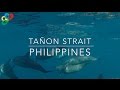 Tañon Strait - Biodiversity Management Bureau