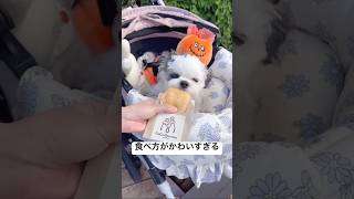 犬用たい焼きの食べ方がかわいすぎる #cute #dog #shorts