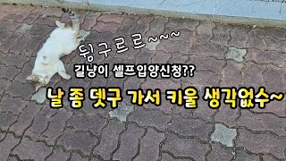 길냥이가 셀프 입양신청을 하는 걸까?? 처음 보는 고양이가 내 앞길을 막는다