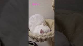 【オッドアイ幸せを呼ぶ猫】ハンモックに乗ると強いラビちゃん#猫#cat#白猫#キンカロー#shorts