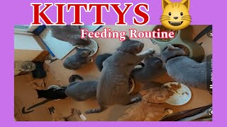 Felie NestaL is live! MORNING FEEDING ROUTINE TO MY KITTYS