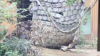 飼育員さんに甘えるキンタロウ。嫉妬するゲンタロウ。【京都市動物園】