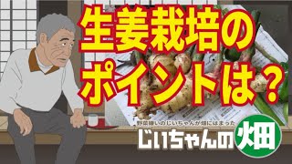 大きな生姜を栽培したいなら、大きい種生姜にして、たっぷり水やりをすることが肝心。芽出しや追肥もご参考に。How to grow ginger