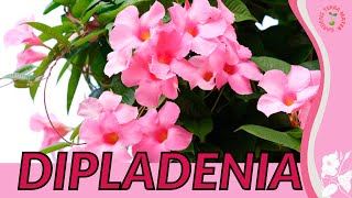 DIPLADENIA Information and Growing Tips! 'Brazilian Jasmine' (Mandevilla sanderi)