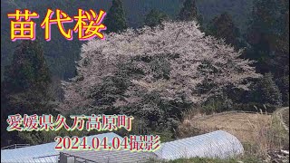 苗代桜　2024.04.04撮影